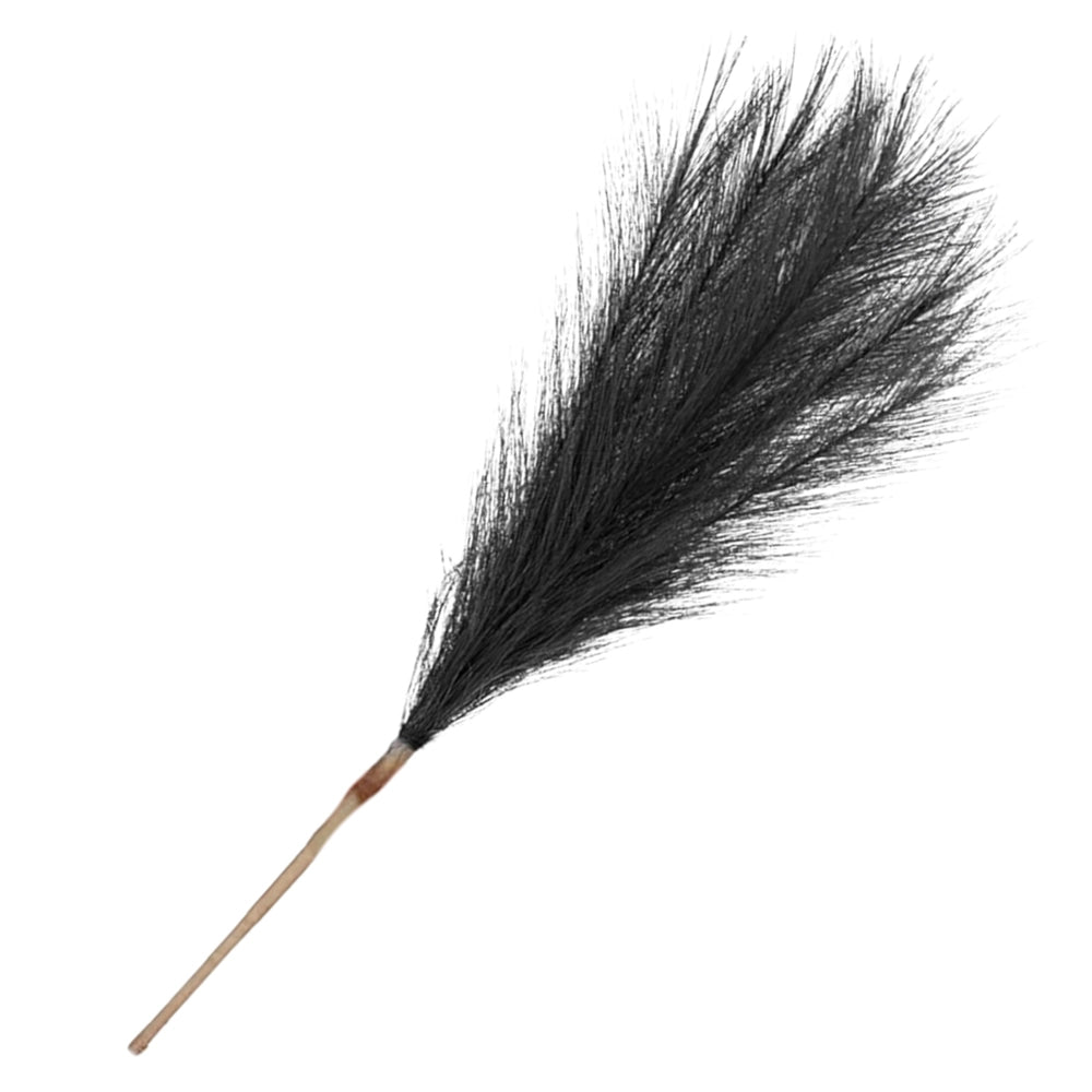 Dekoratīvā melnā pampas zāle, 20 gab.