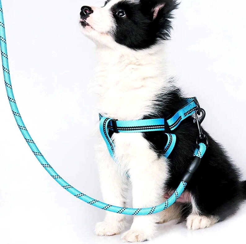 Suņu pavada C18, 1,5m, zila